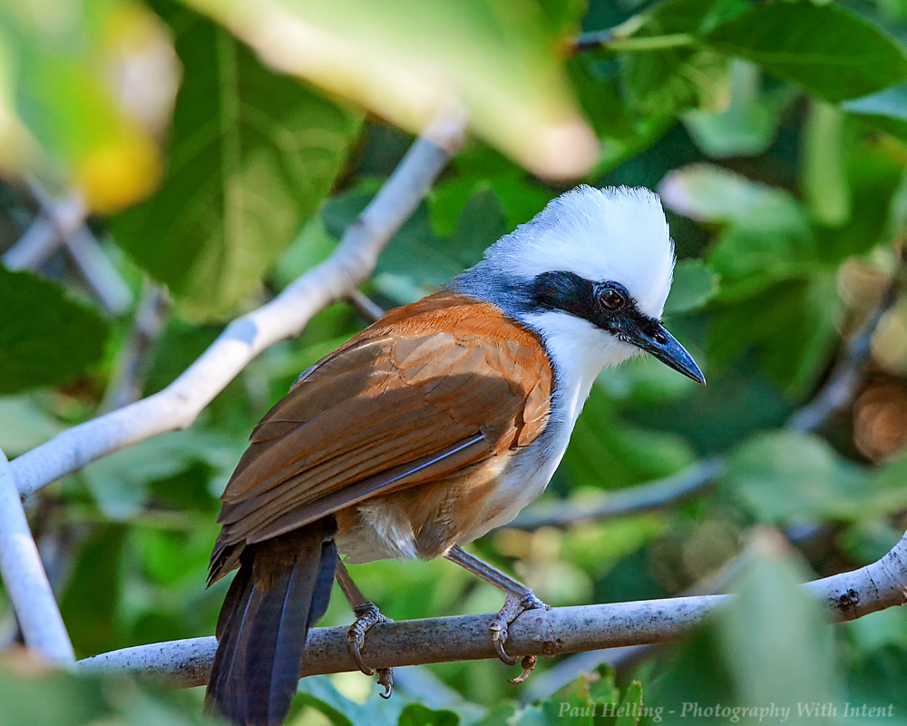 24 October 2015 - White Crested Laughingthrush.jpg