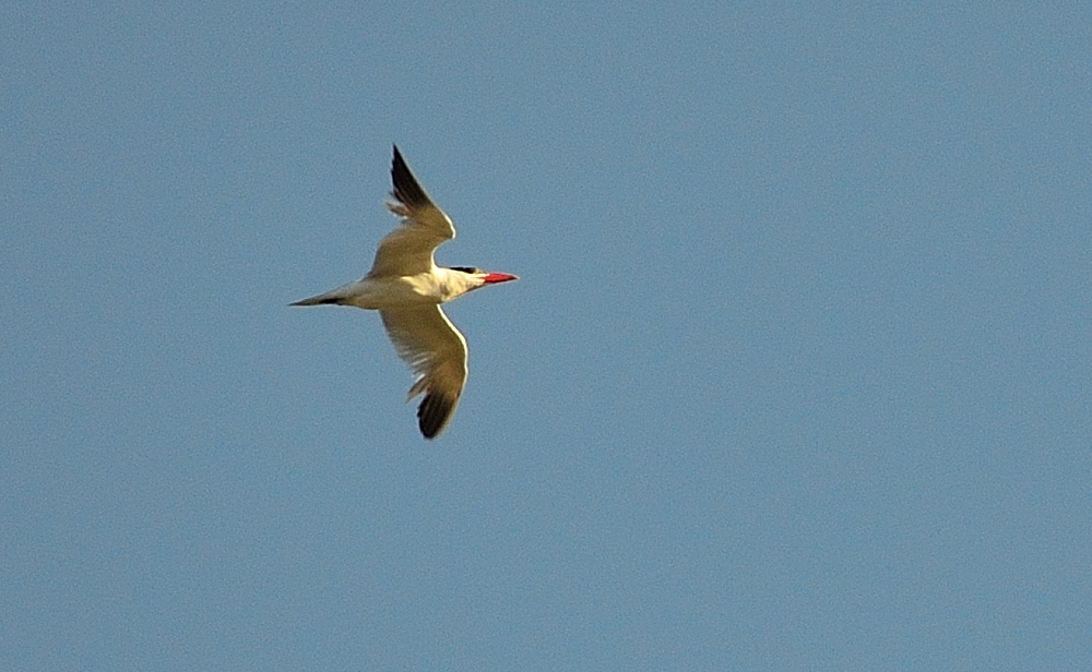 24th Aug 2014 034.JPG