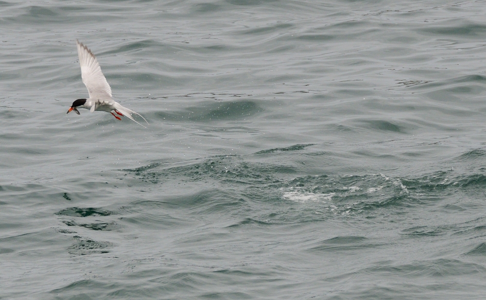 24th May 2015 020.JPG