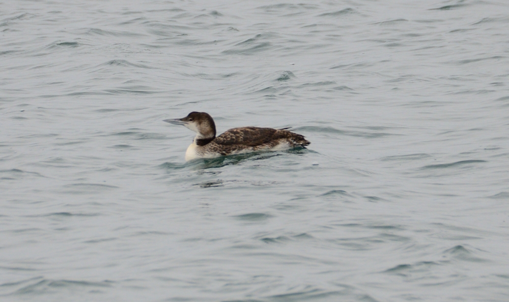24th May 2015 085.JPG