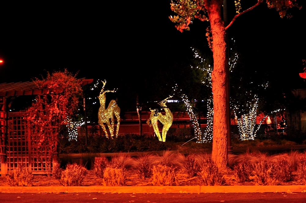 24th Nov 2014 013.JPG