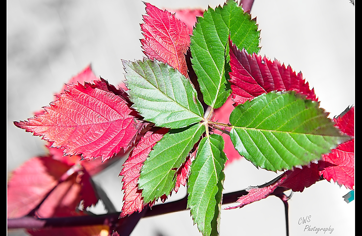 25-12-15 _7508456-ON1-CR .jpg