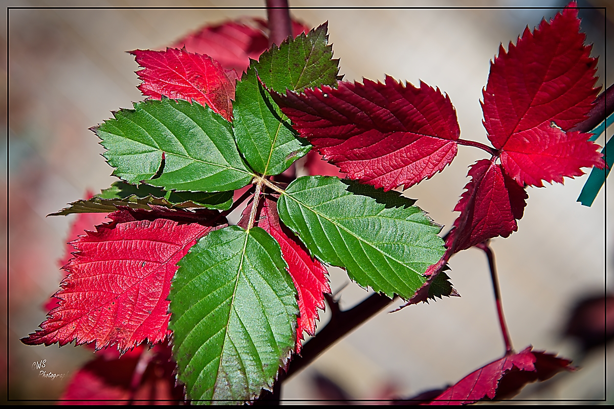 25-12-15 _7508458-ON1-CR .jpg