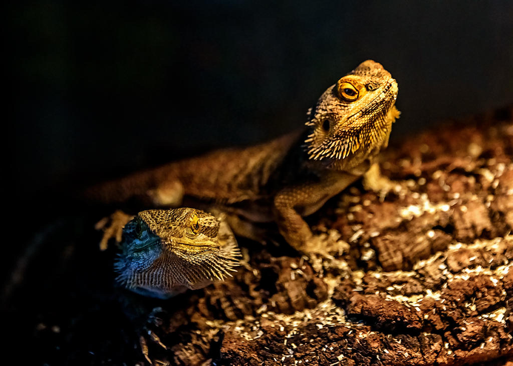 25 June 2015 - Here There Be (Bearded) Dragons.jpg