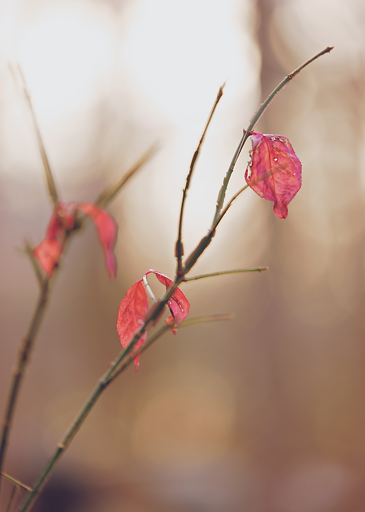 25 November 2015 - New Hampshire Fall.jpg