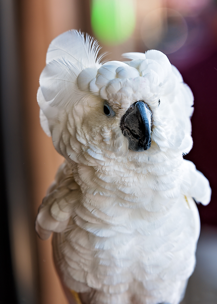26 April 2016 - Who's a Pretty Bird.jpg