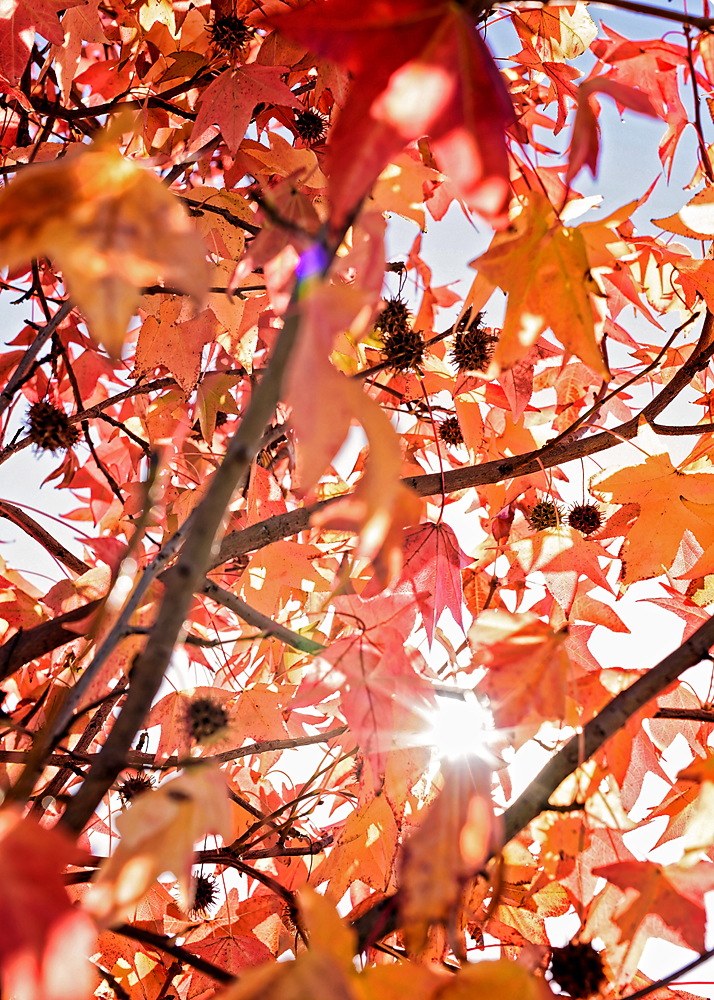 26 December 2015 - Still Feels Like Autumn.jpg