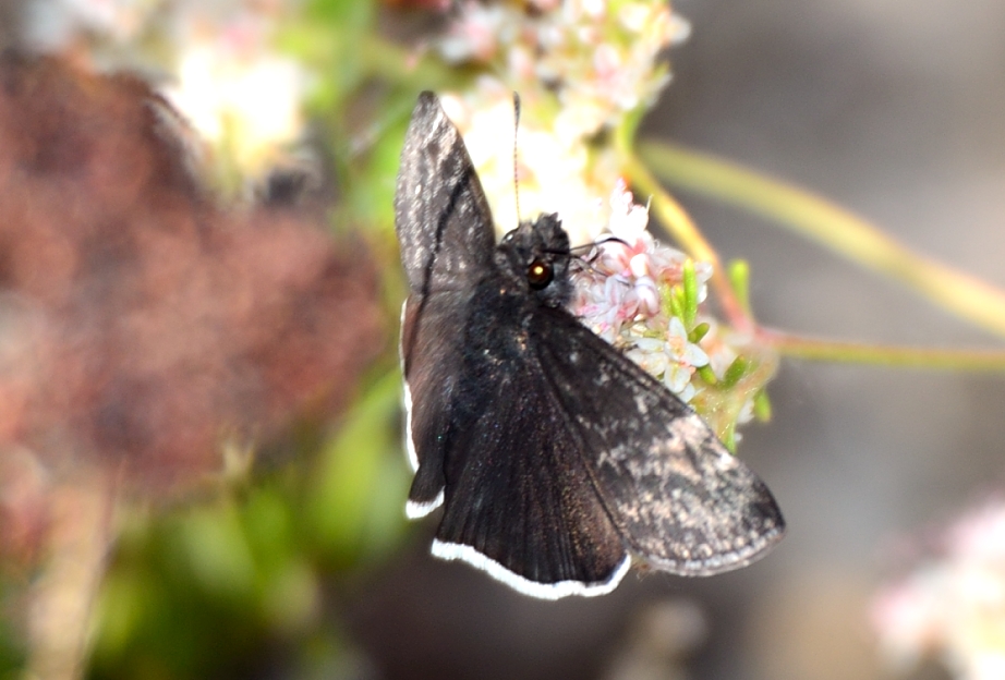 26th May 2014 031.JPG