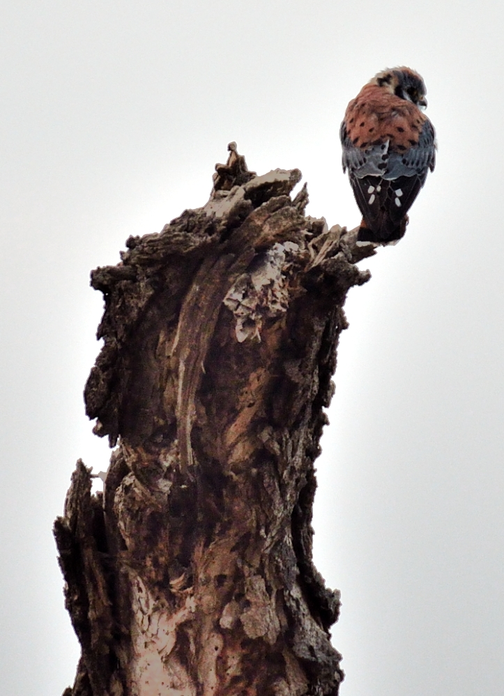 26th Oct 2014 057.JPG