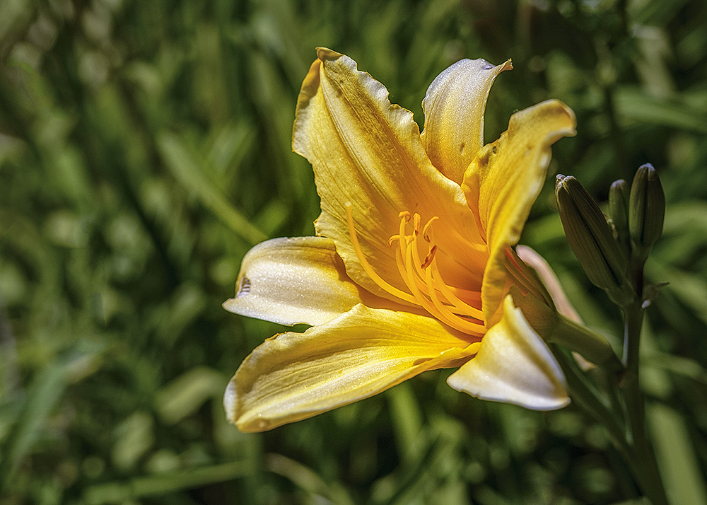 27 April 2015 - More Flower Power.jpg