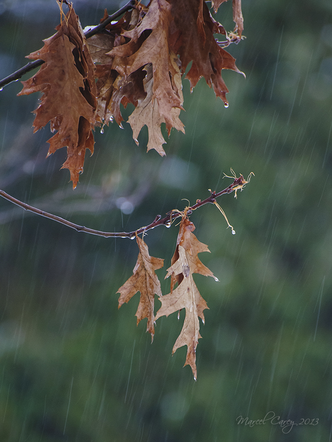 27nov rain.jpg