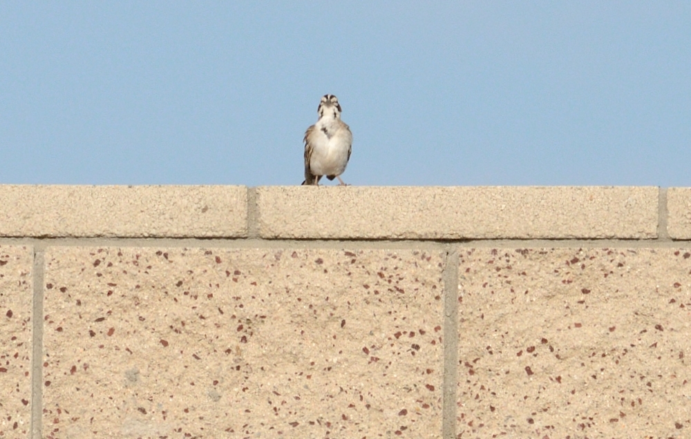 27th June 2015 009.JPG