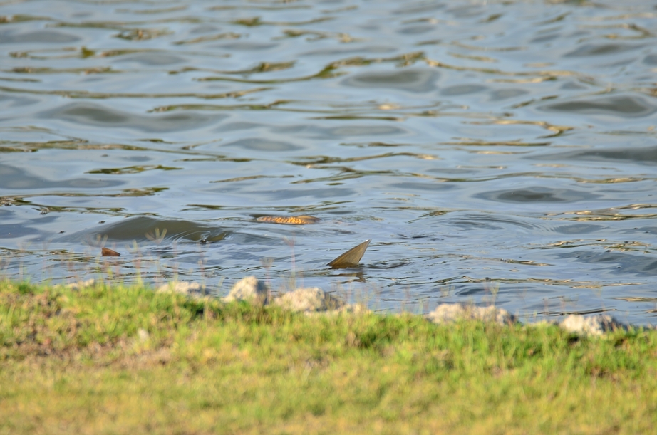 27th May 2014 018.JPG