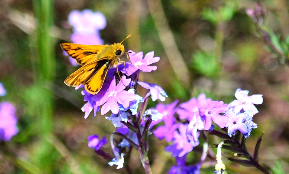 28th Mar 2014 039.JPG
