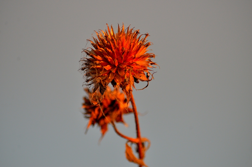 28th Oct 2015 041.JPG