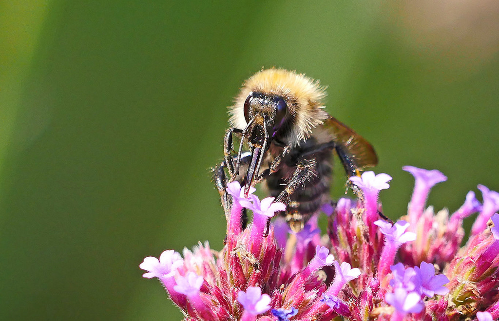 29231046352_d3e587d0d1_b.jpg