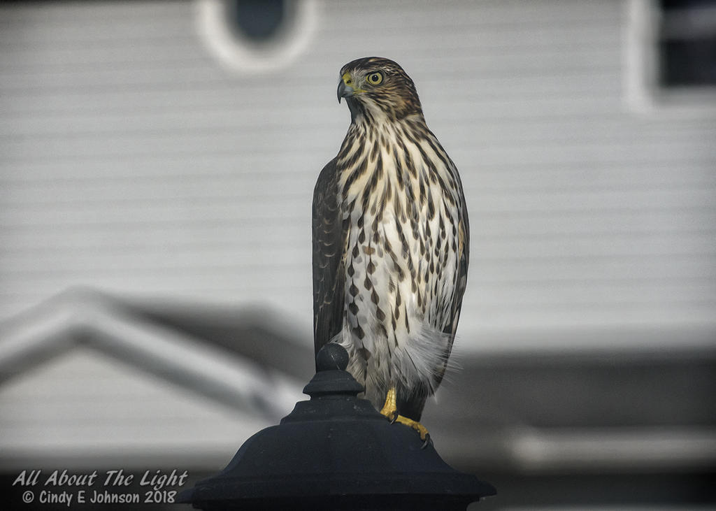 299116d1541177664-hark-2018-a-_dsc1021-edit-low-res.jpg