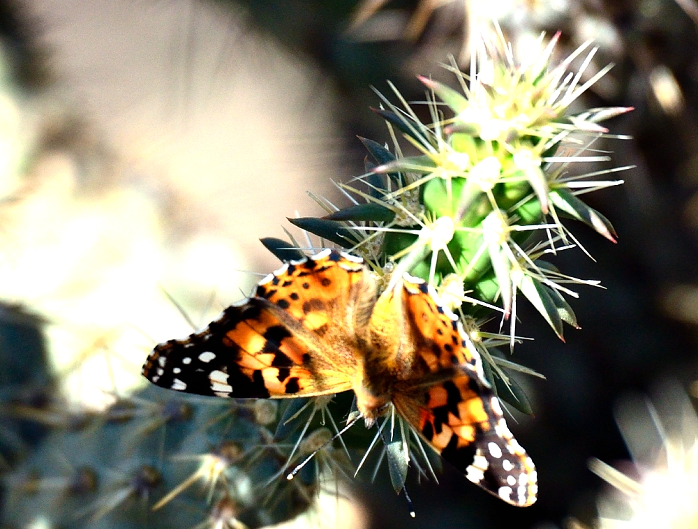 29th Apr 2014 031.JPG