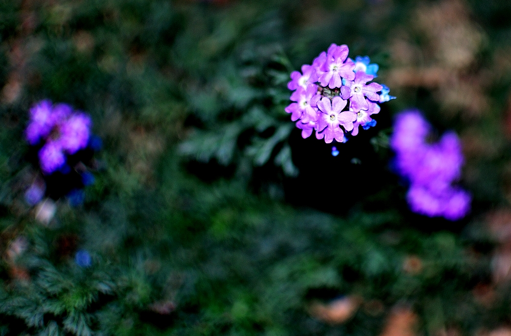 29th Jan 2014 018_01.JPG
