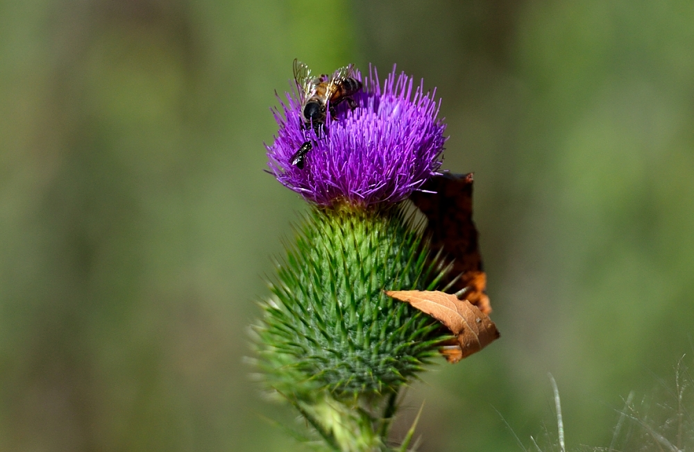 29th  July 2014 050.JPG