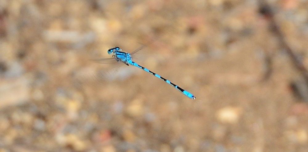29th  June 2014 016.JPG