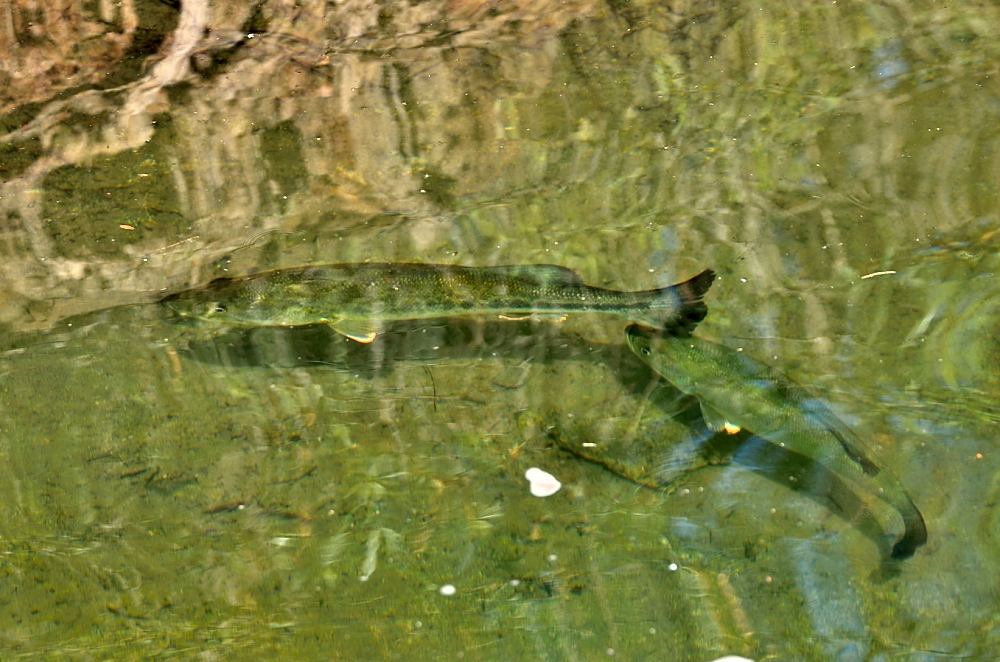 29th  June 2014 024.JPG