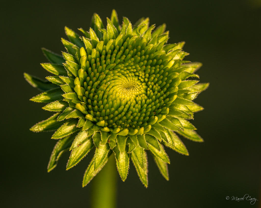 2MC_0550.jpg