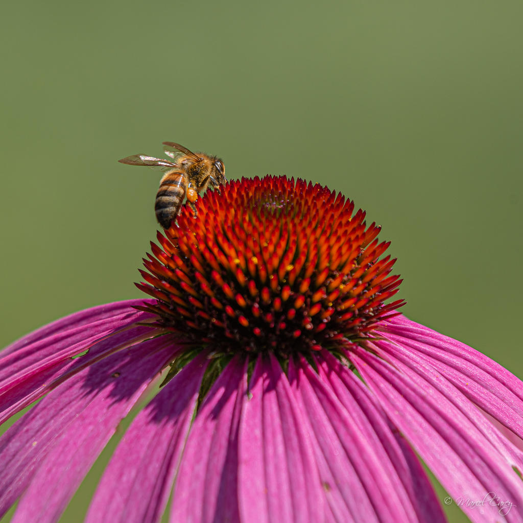 2MC_0700.jpg