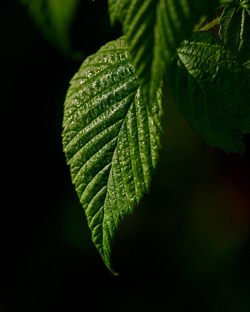 2MC_0993.jpg