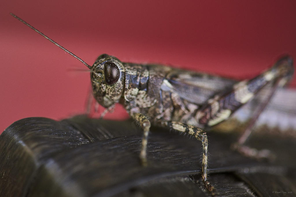 2MC_1055 2.jpg