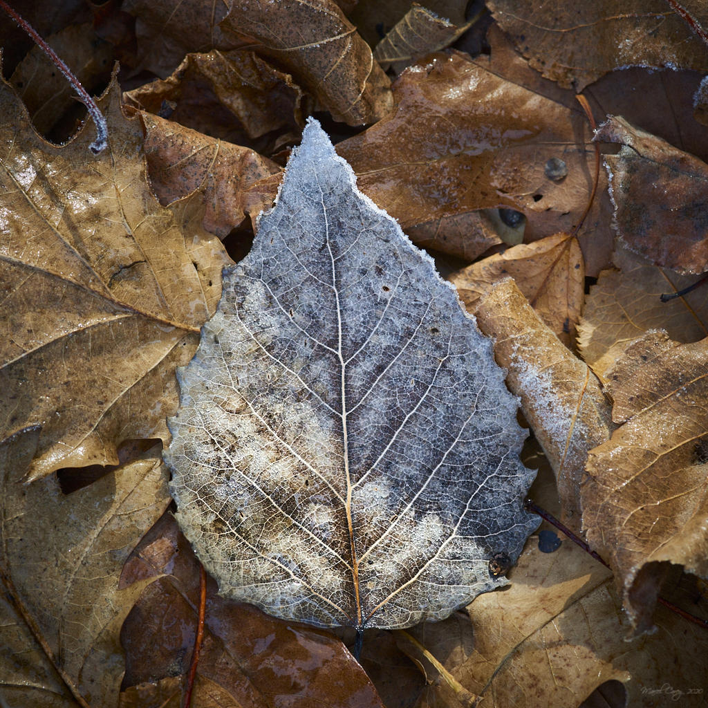 2MC_4949.jpg