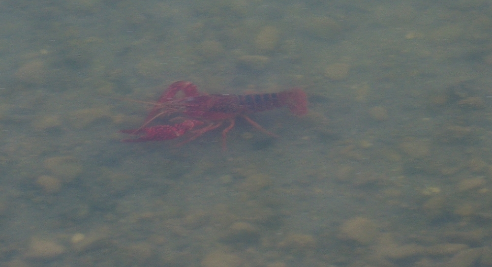 2nd Aug 2014 007.JPG