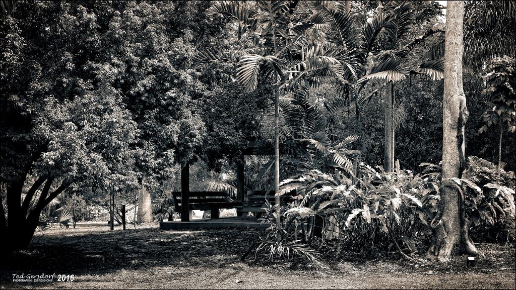 3-14-16 DFB Arbor Panorama 2BW.jpg