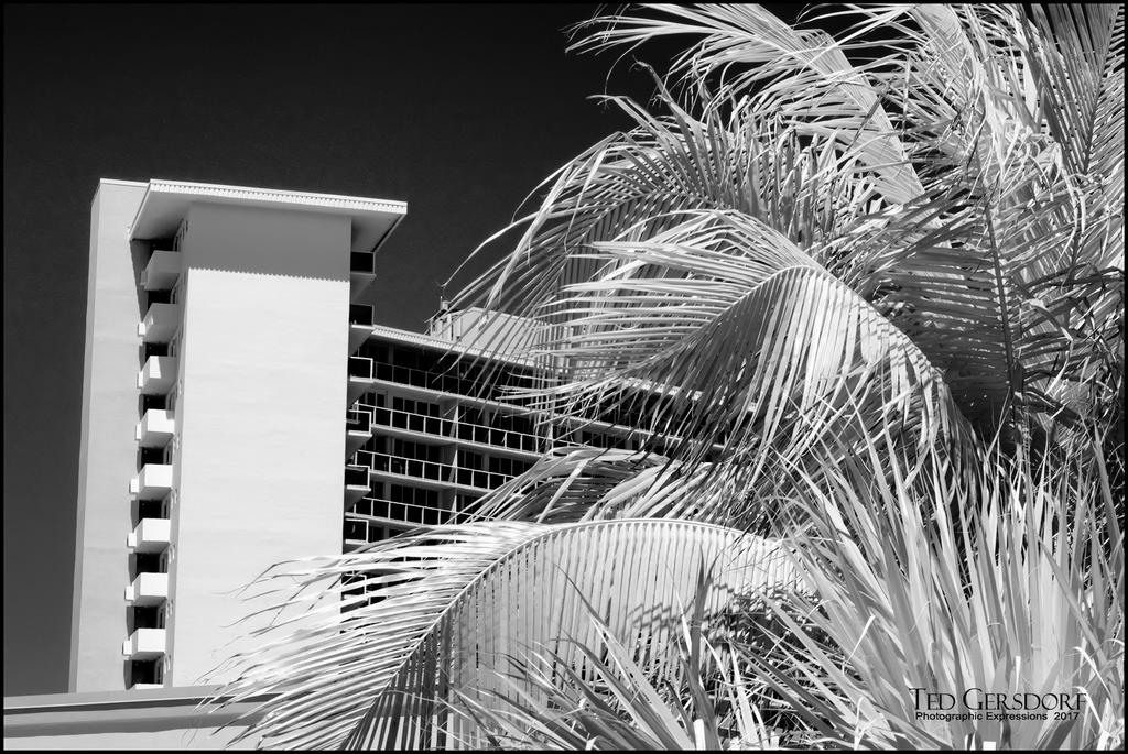 3-16-17 DFB  IR  -1-8BW.jpg