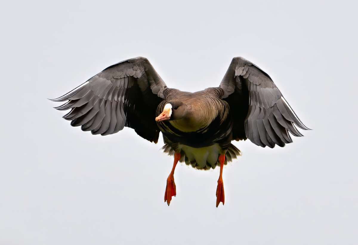3-2024-02-29_13-07-50G1sT.png