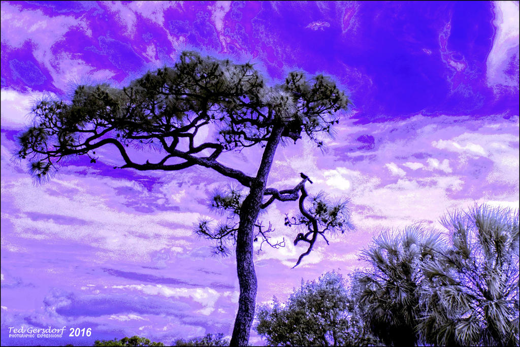 3-22-16 Tradewinds IR   14SP.jpg