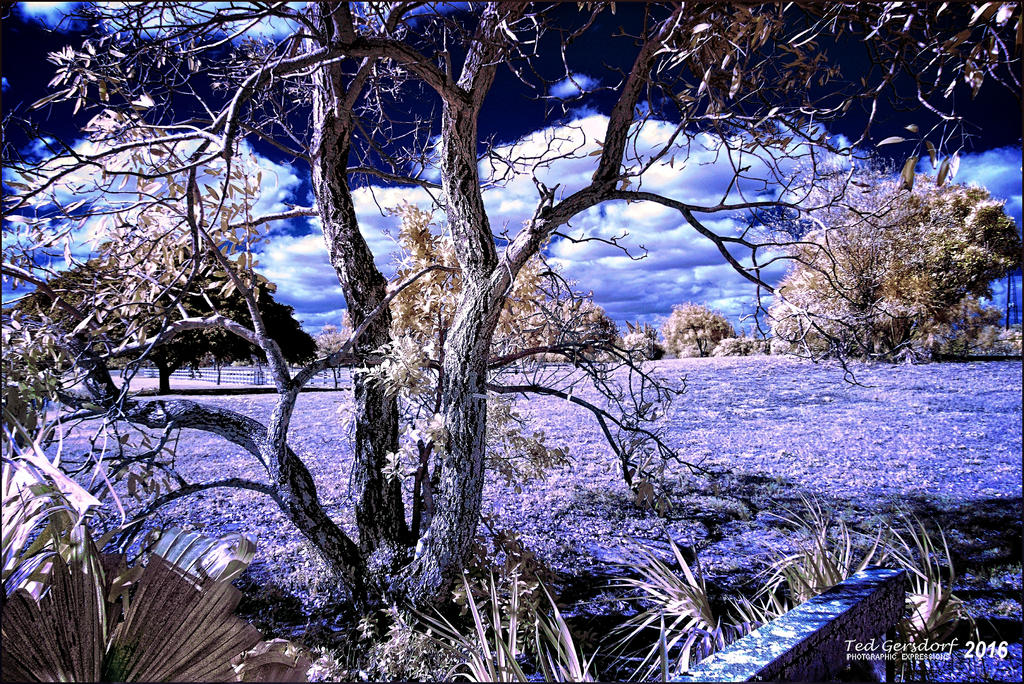 3-22-16 Tradewinds IR   5.jpg