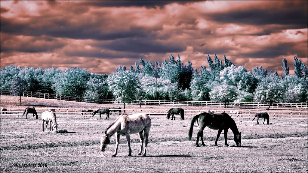 3-22-16 Tradewinds IR   6.jpg