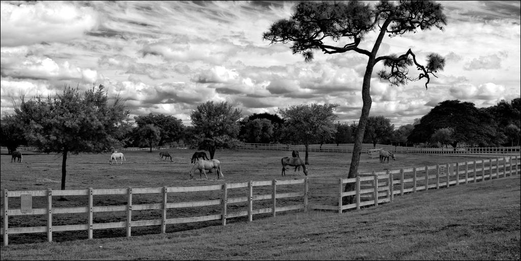 3-22-16 Tradewinds IR   Pano BW.jpg