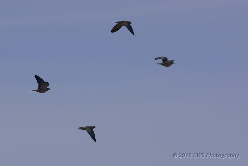 3-3-16-cr__D7K2007.jpg