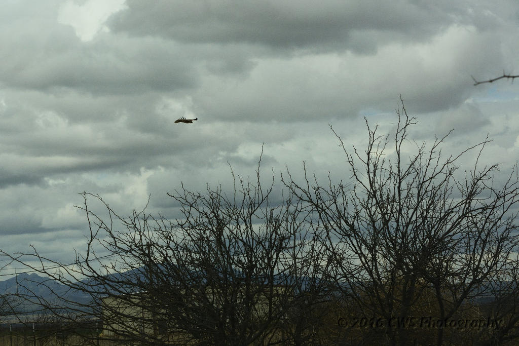 3-8-16-cr__D7K2161.jpg