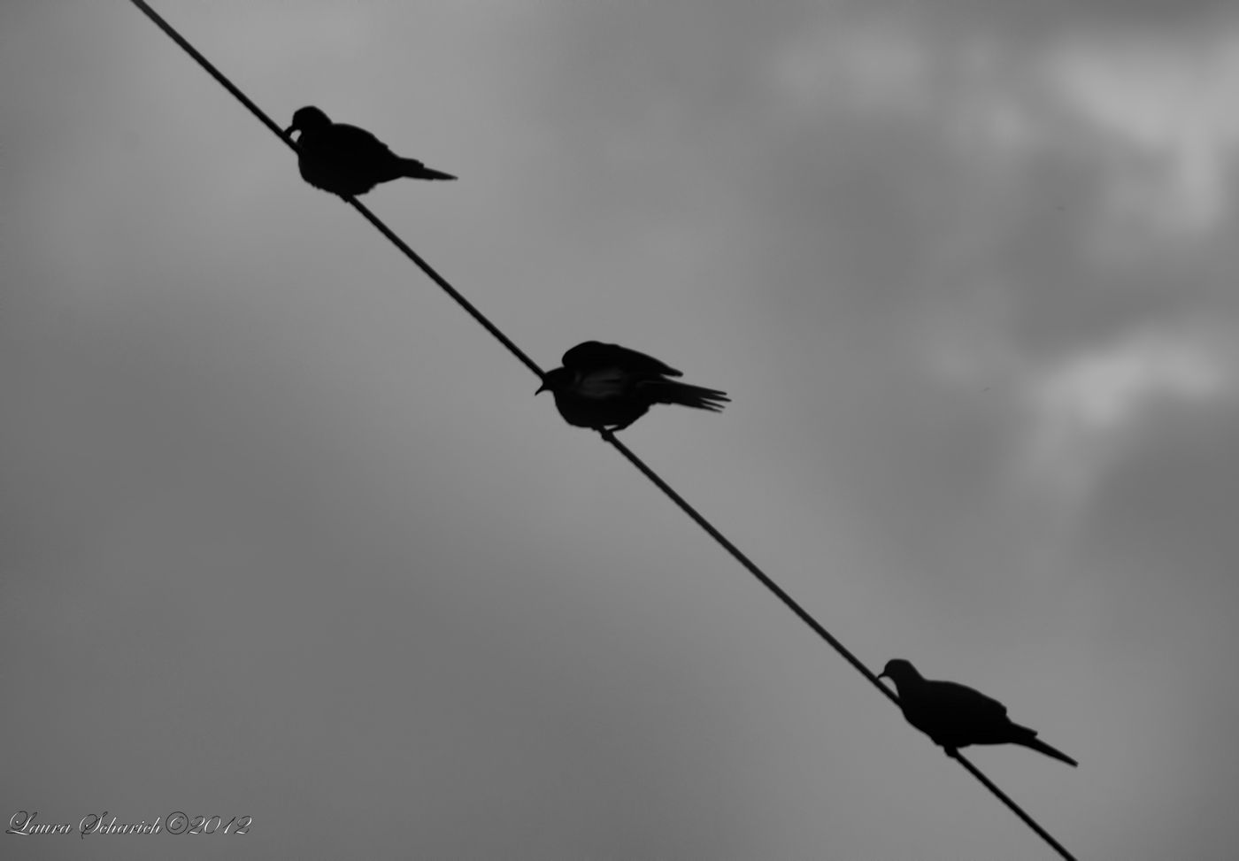 3 doves 1400.jpg