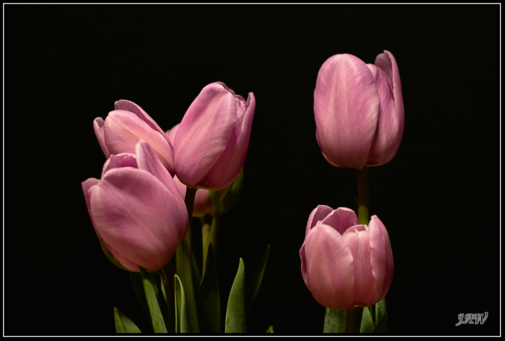 305761d1549891140-february-2019-theme-flower-s-_71d8243.jpg
