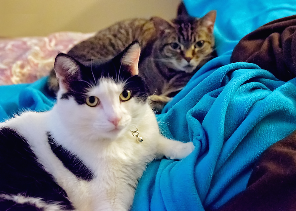 31 January 2016 - Mooch 1 and Mooch 2.jpg