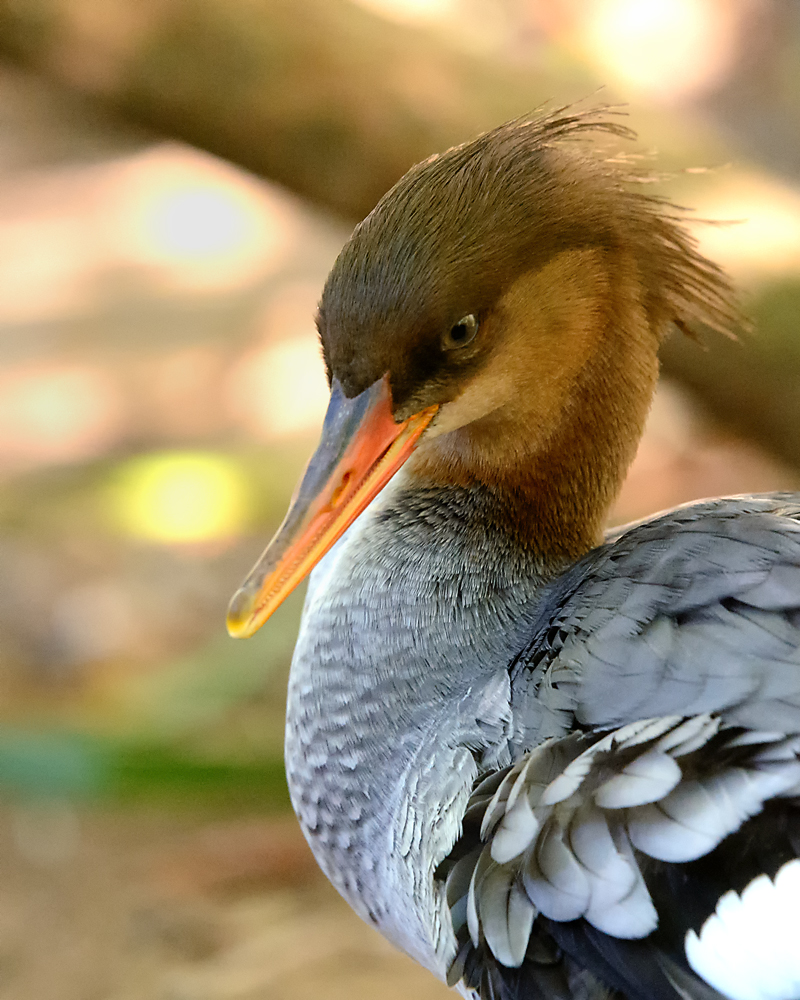 31 October 2015 - Winged Bird with Feathers.jpg