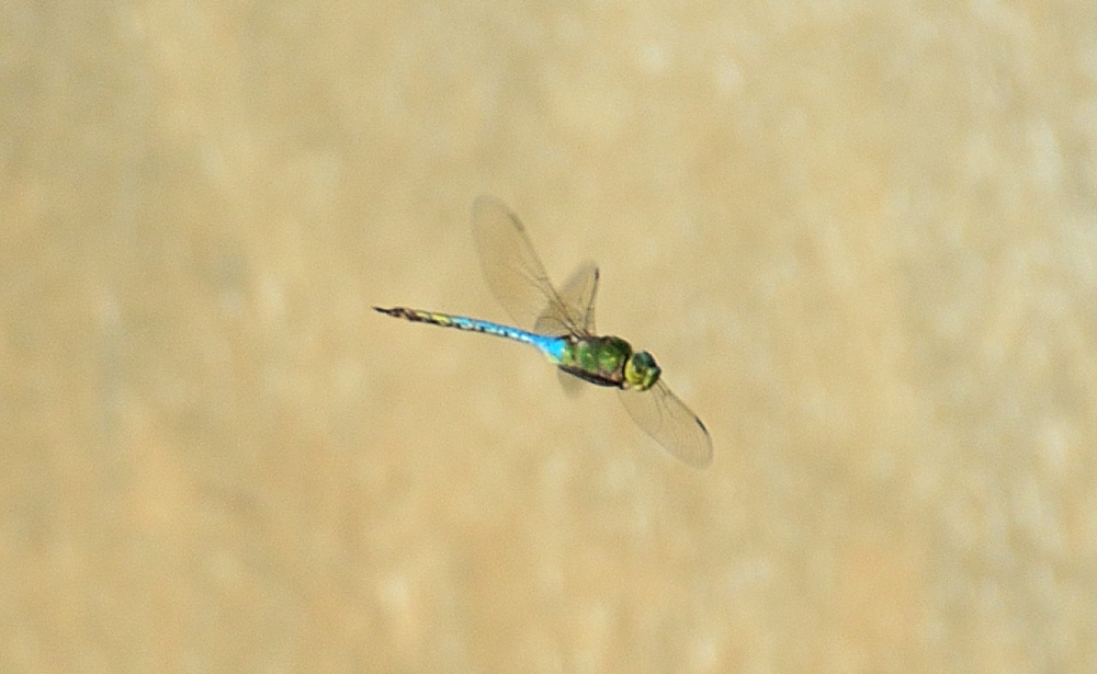31st Aug 2014 011.JPG