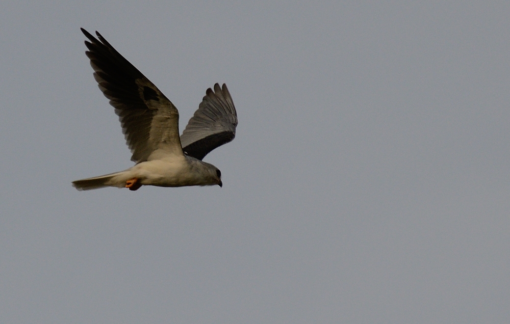 31st July 2015 008.JPG