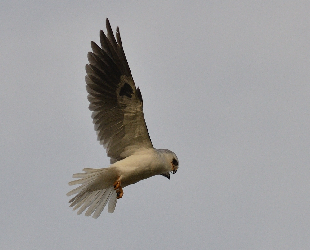 31st July 2015 010.JPG