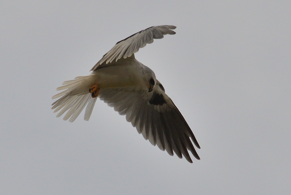 31st July 2015 015.JPG