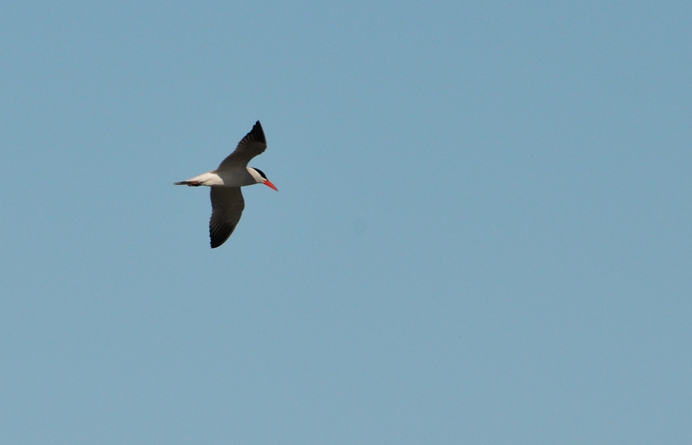 31st May 2015 093.JPG
